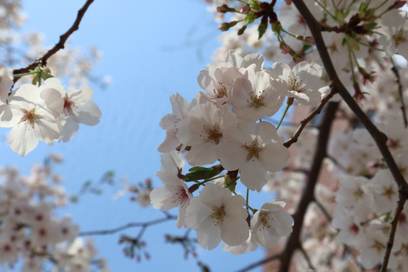 2026年 入社式を行いました関連の画像